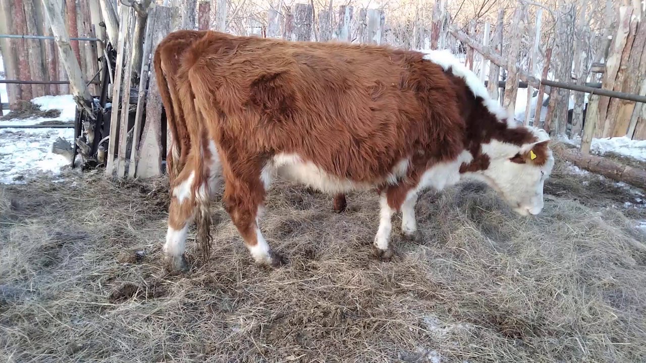 Бруцеллез скрытый враг фермера.
