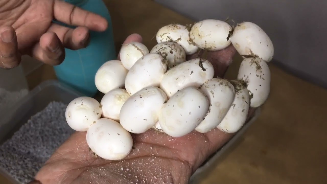 بيض الثعابين و طريقة التحضين إلى الفقس