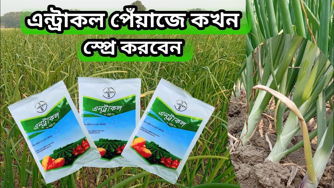 এন্টাকল পেঁয়াজে কখন স্প্রে করতে হবে। এন্ট্রাকল পেঁয়াজে কি কাজ করে। পেঁয়াজ চাষ পদ্ধতি।