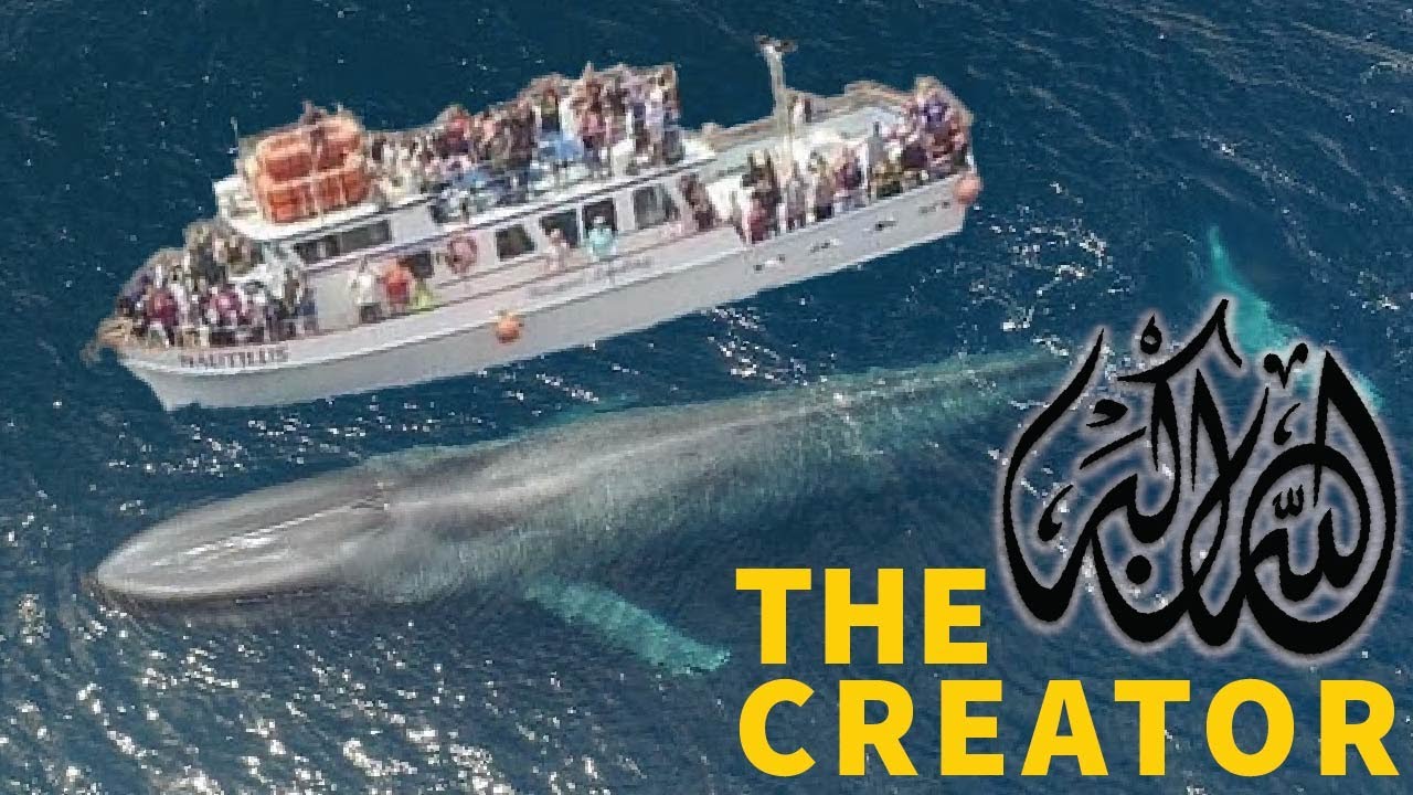 Allah ki shaan | samunder ki esi  makhlooq jo allah ki shaan byaan kray
