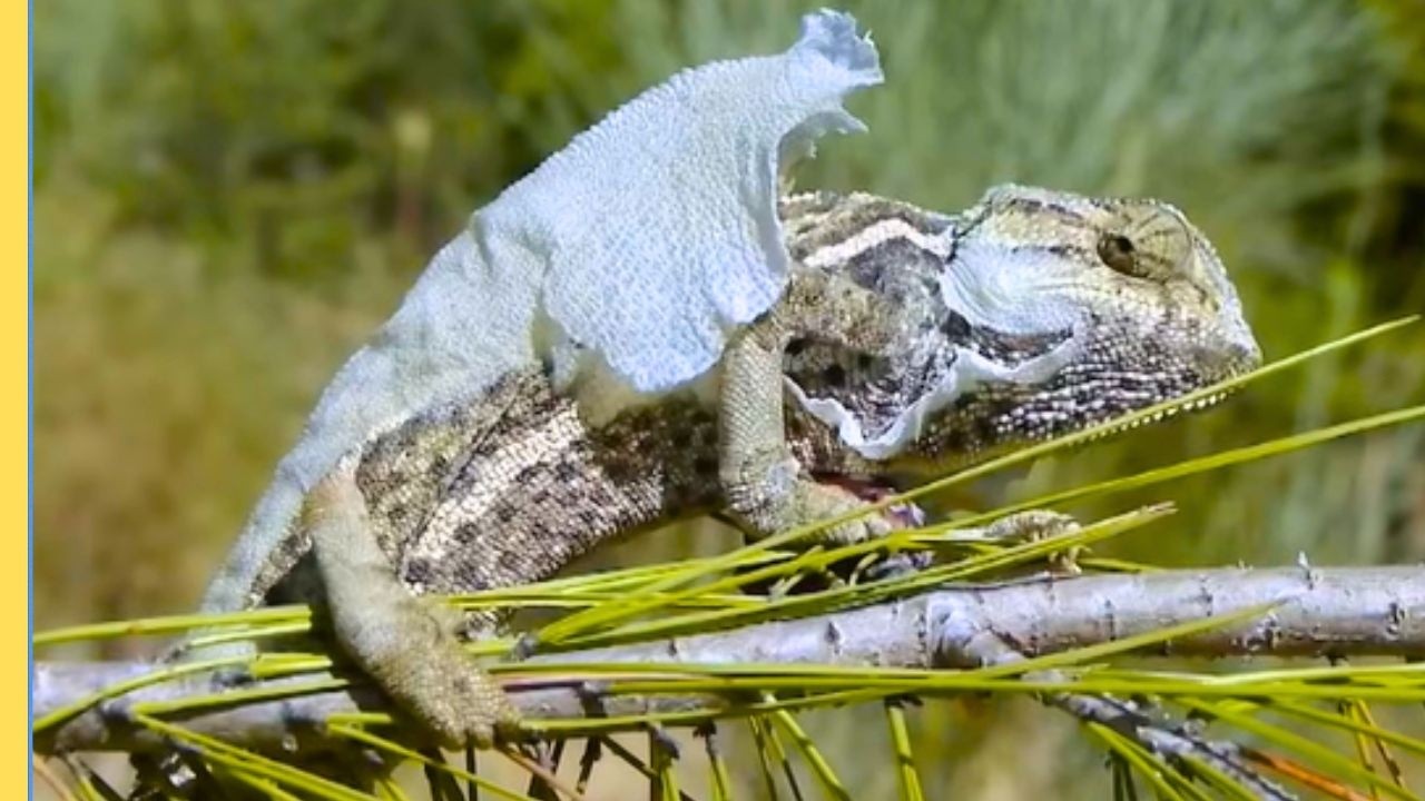 Vida Extrema en Madagascar 🦎 | Documental de Naturaleza Incre&iacute;ble | Episodio Completo