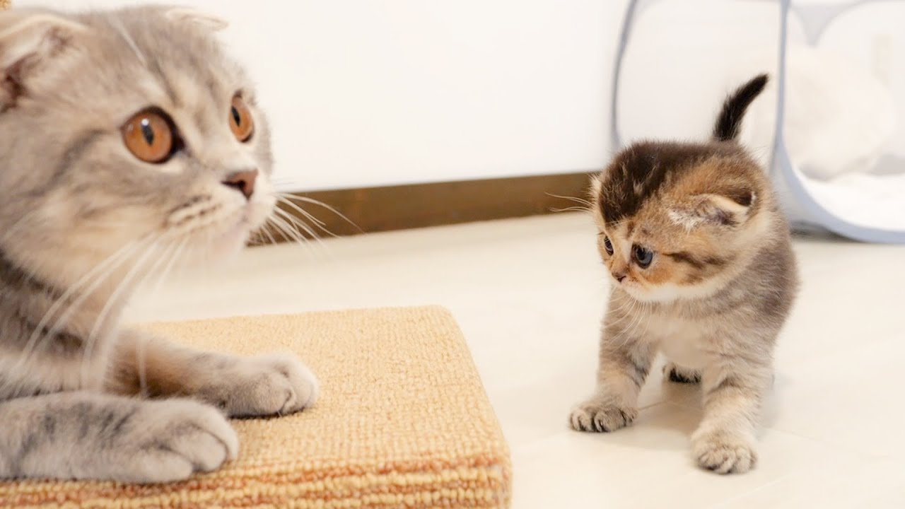 Судьба этого котенка, который угрожал своей матери, была слишком милой!