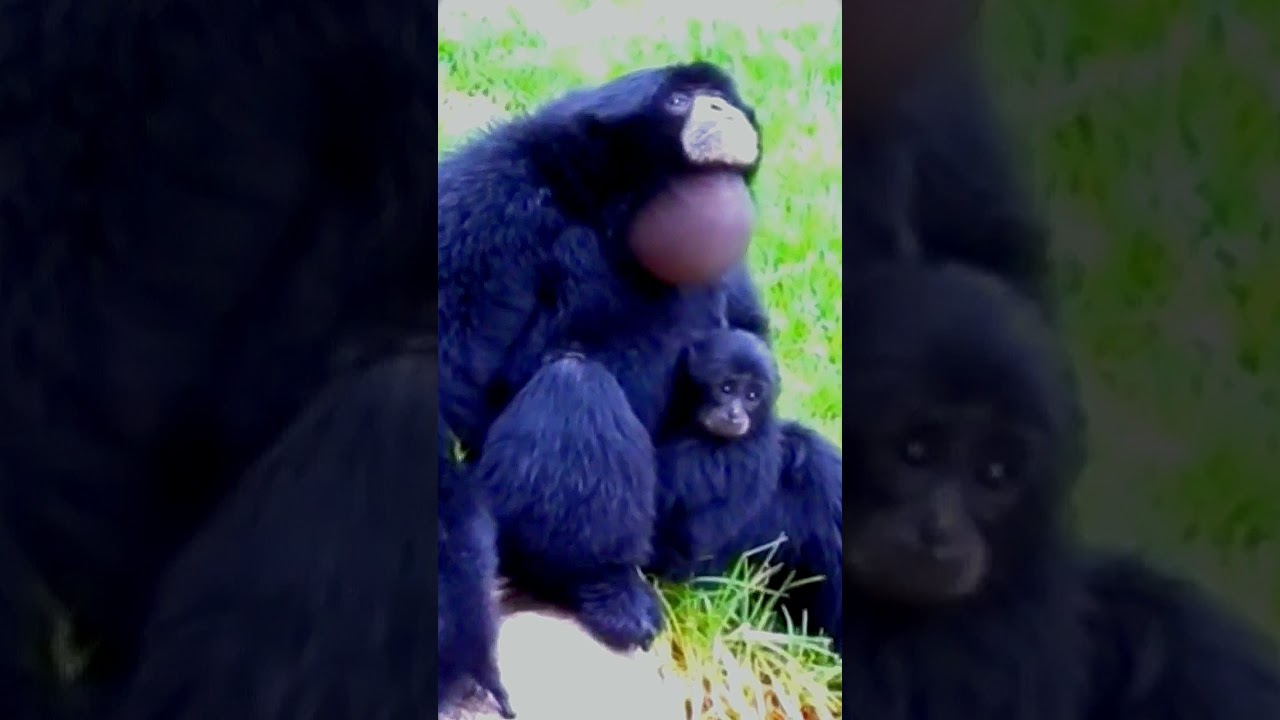 gibbon sound  video #shorts #100