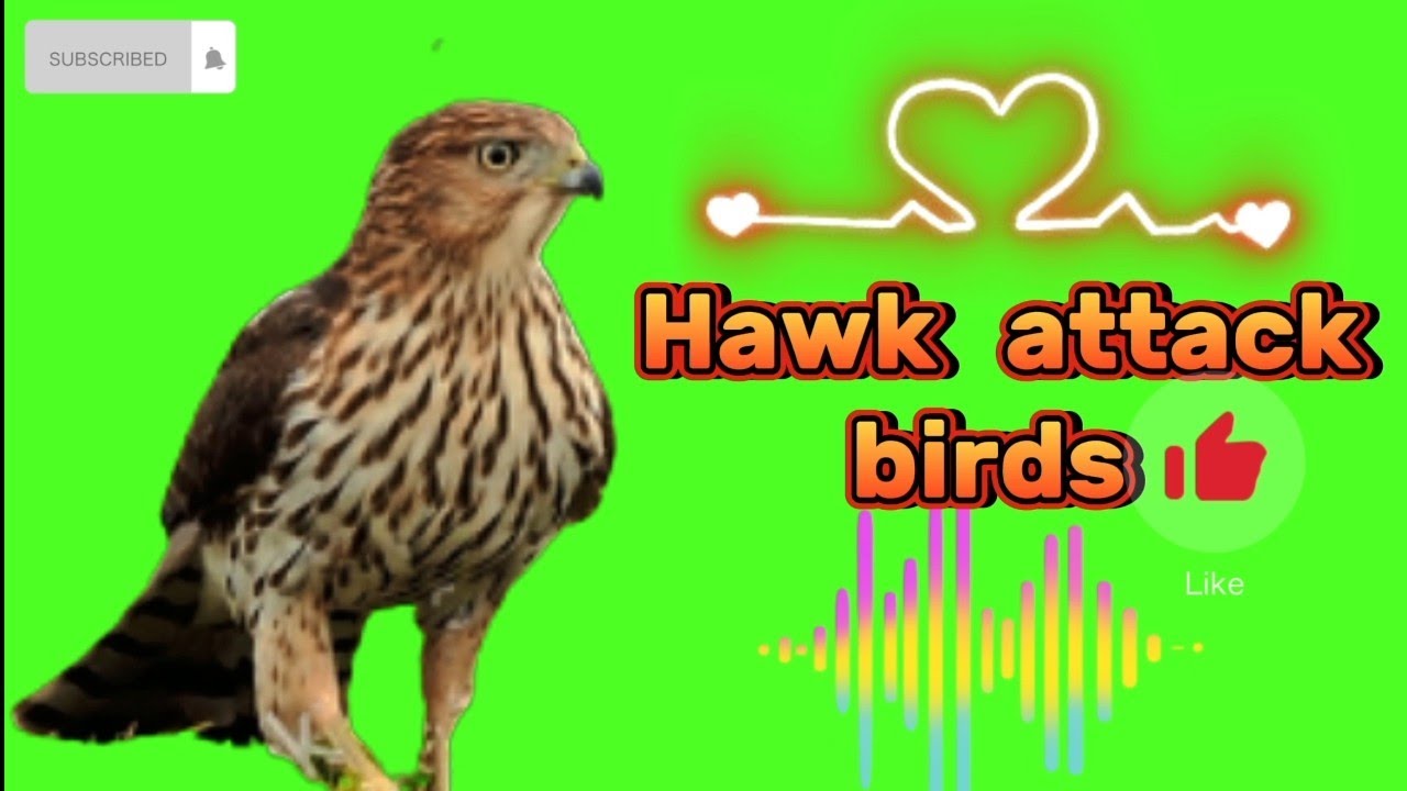 Hawk sounds | hawk sounds to scare birds | hawk call sounds
