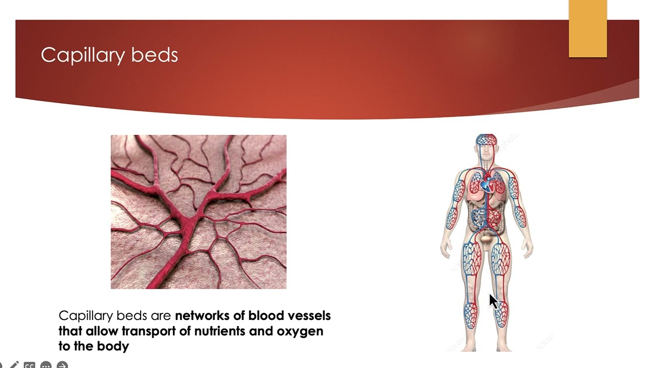 Cambridge Technical Level 3 - Sport - The Vascular System - Part 1