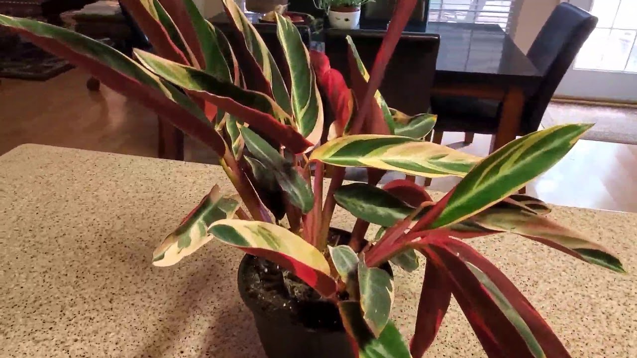 PLANT UPDATE JULY 2020 | DONNA JOSHI