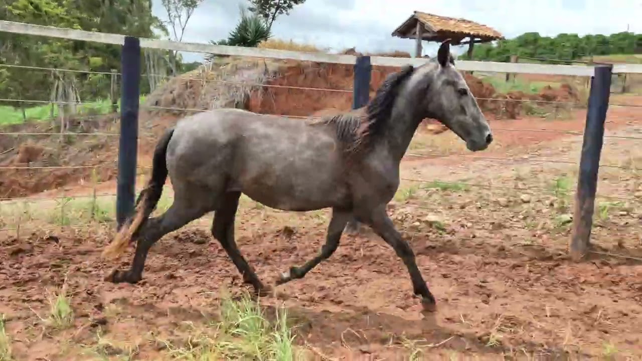 POTRO FAVACHO EXTREMAMENTE MARCHADOR FILHO DO FENOMENAL FAVACHO ALCATÉIA! GENÉTICA E MARCHA DE PONTA