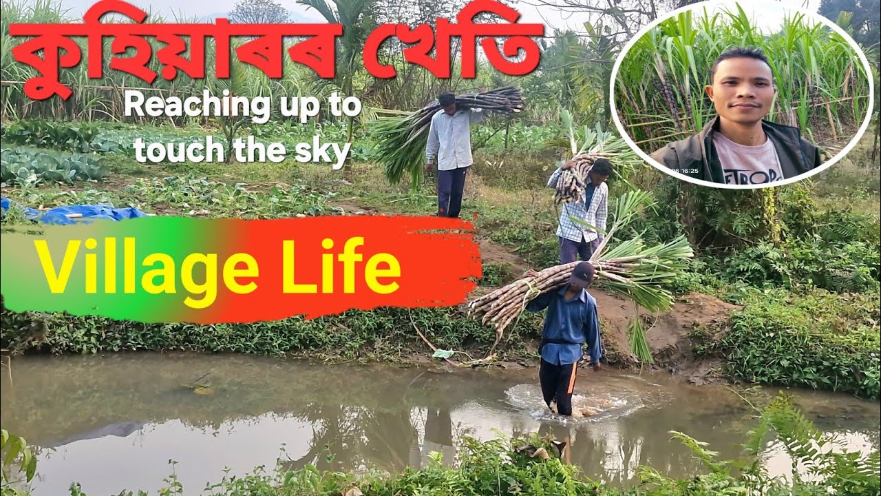 কুহিয়াৰ খেতিৰ Vlog Guys 2026 | @SkytubeAssam 