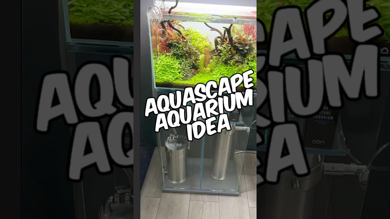 Aquascape Aquarium Idea From The Horizon Aquatics Display Gallery! Beautiful Planted Tank Setup!