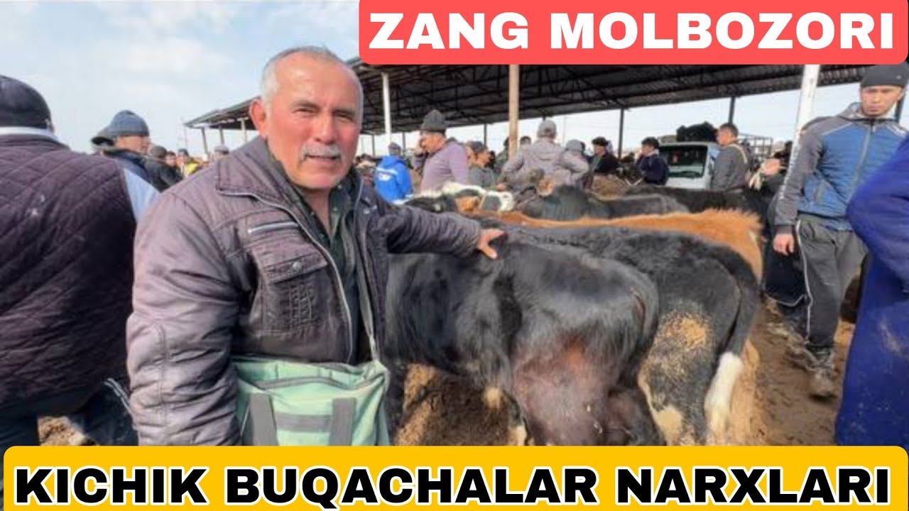 KICHIK BUQACHALAR NARXLARI ZANG MOLBOZORI 