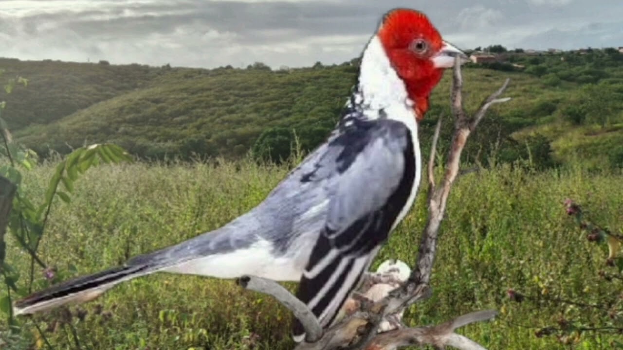 Fêmea de galo de campina raiando e cantando 