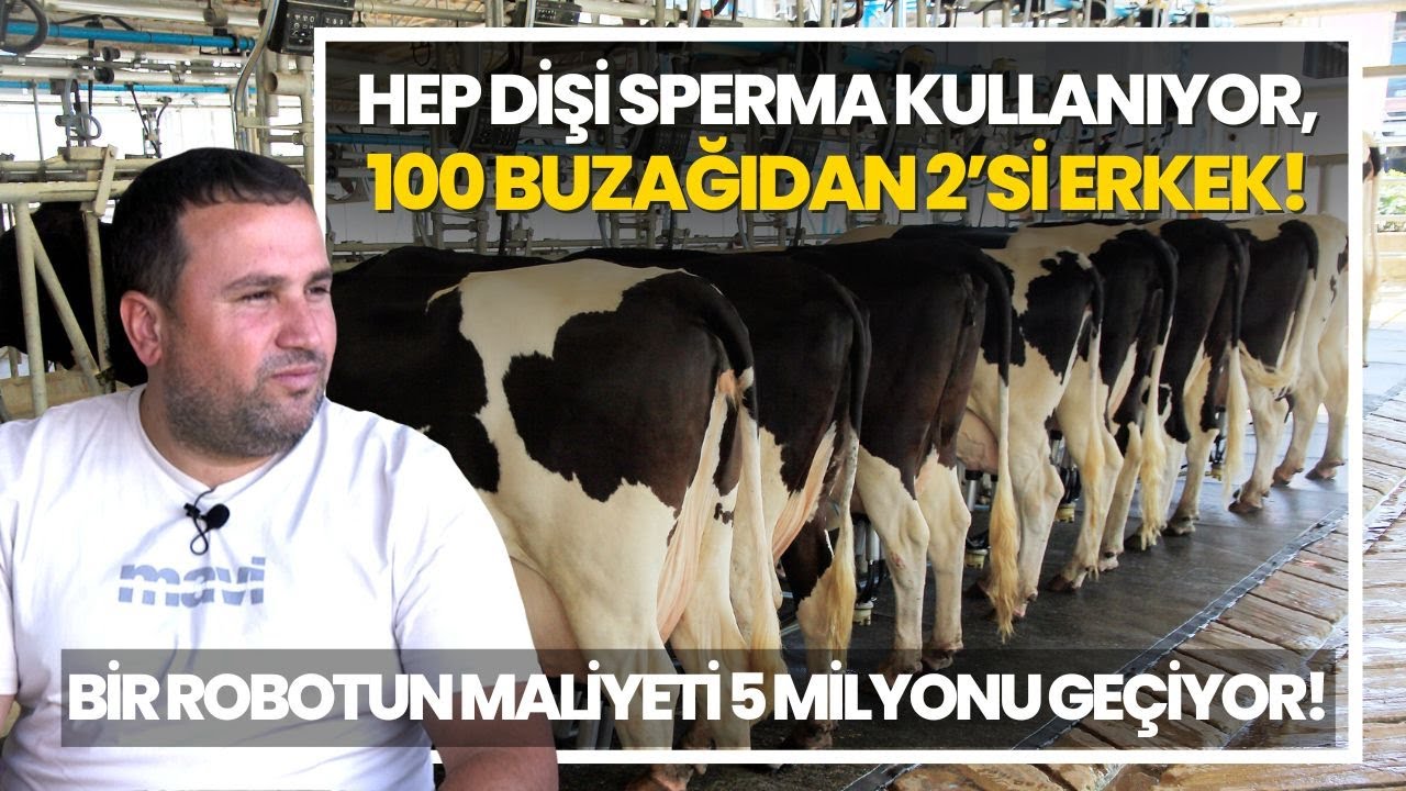 Hep Dişi Sperma Kullanıyor, 100 Buzağıdan 2’si Erkek! / “Bir Robotun Maliyeti 5 Milyonu Geçiyor!”