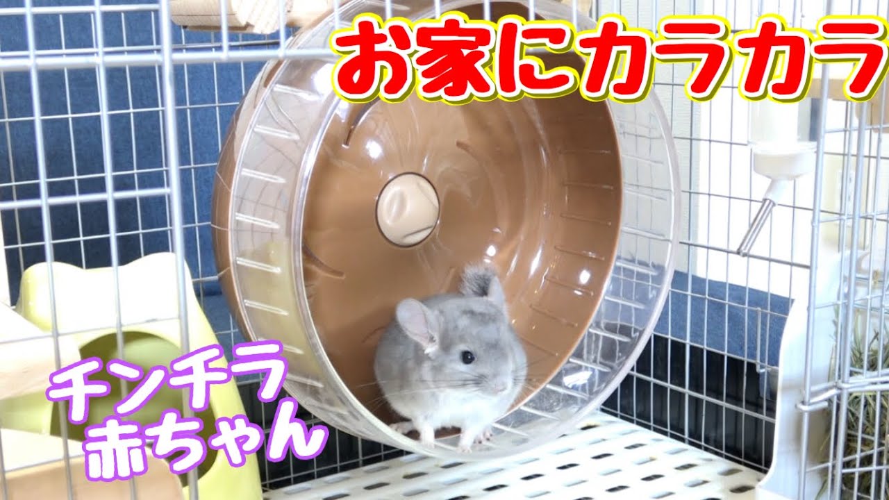 ついにさのすのお家に回し車入れてあげました。(チンチラ)