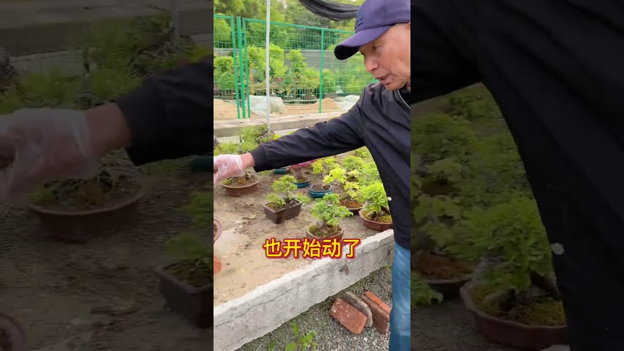 榆树盆景如何管理？盆景春季如何施肥？如何自制家用盆景沙盘？#盆景 #盆景养护 #盆景艺术