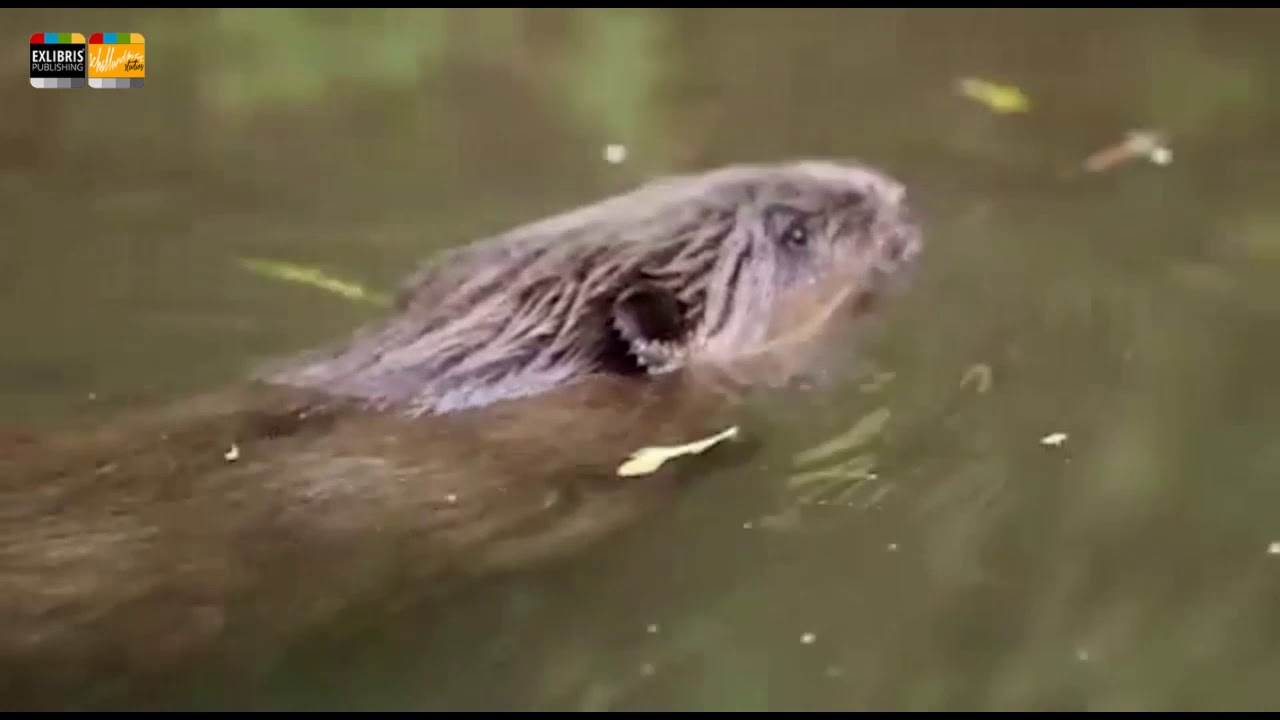 Der Wupperbiber Honsberg Radevormwald 1 mp4 H 264
