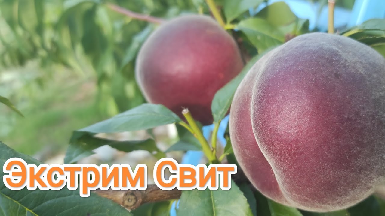 Персик Экстрим Свит/Extreme® Sweet