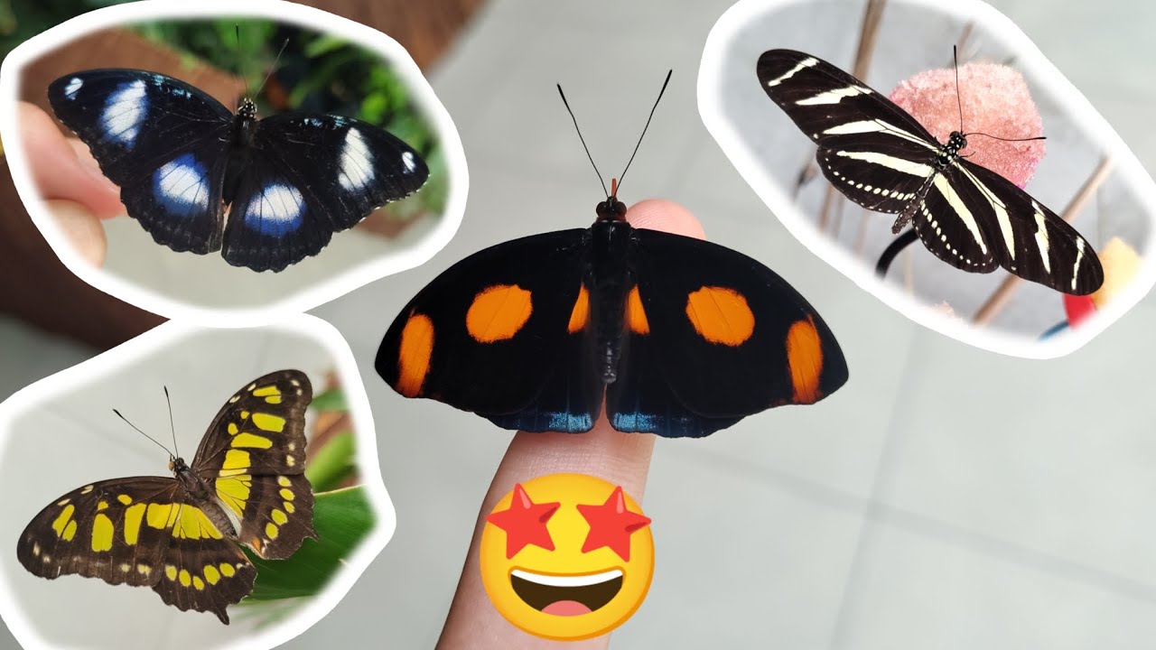Jakie Motyle🦋🦋🦋 Latają po Motylarni❓ ULINA WIELKA