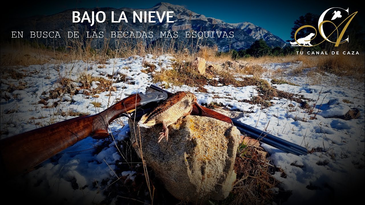 Bajo la Nieve, En Busca de las Becadas Más Esquivas!