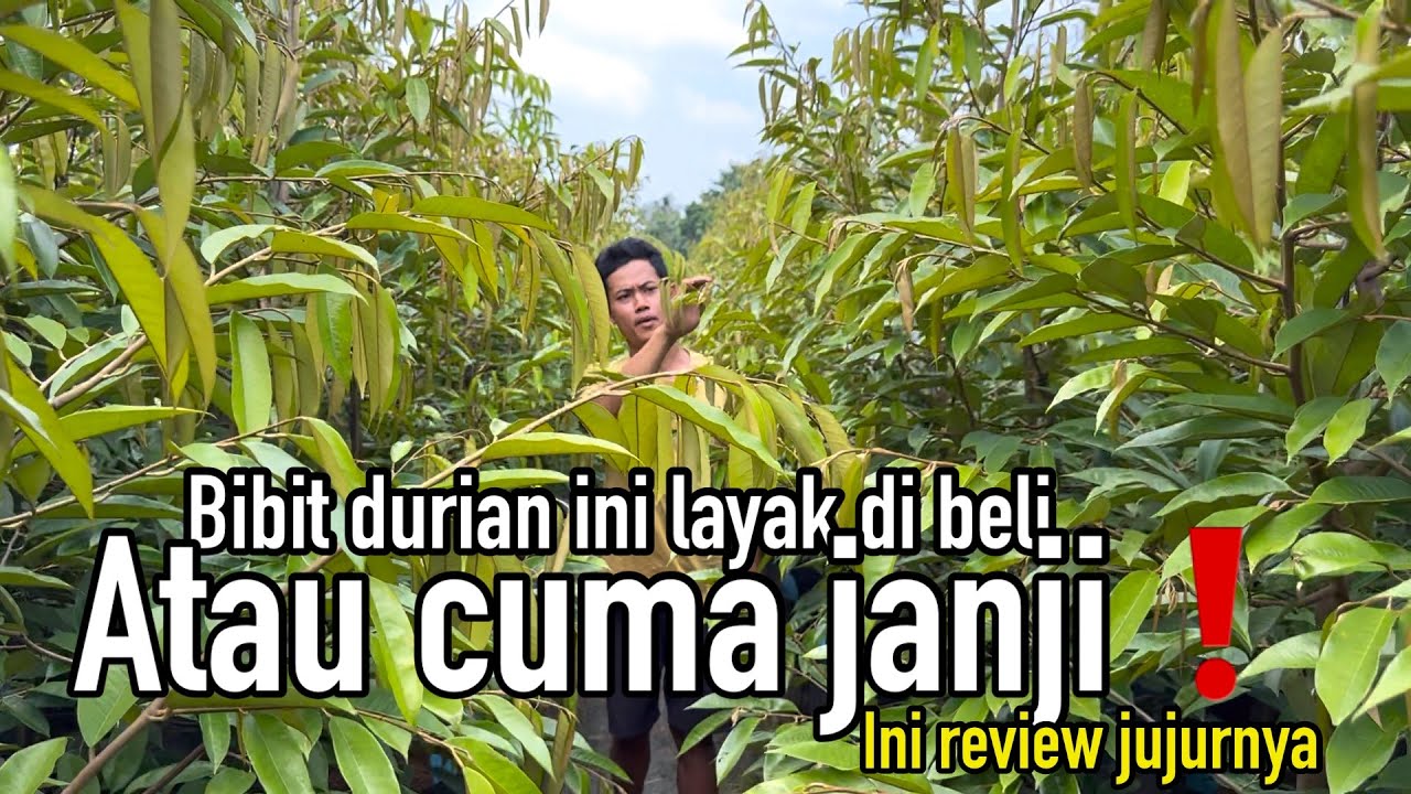 Update stok bibit durian jumbo harga murah