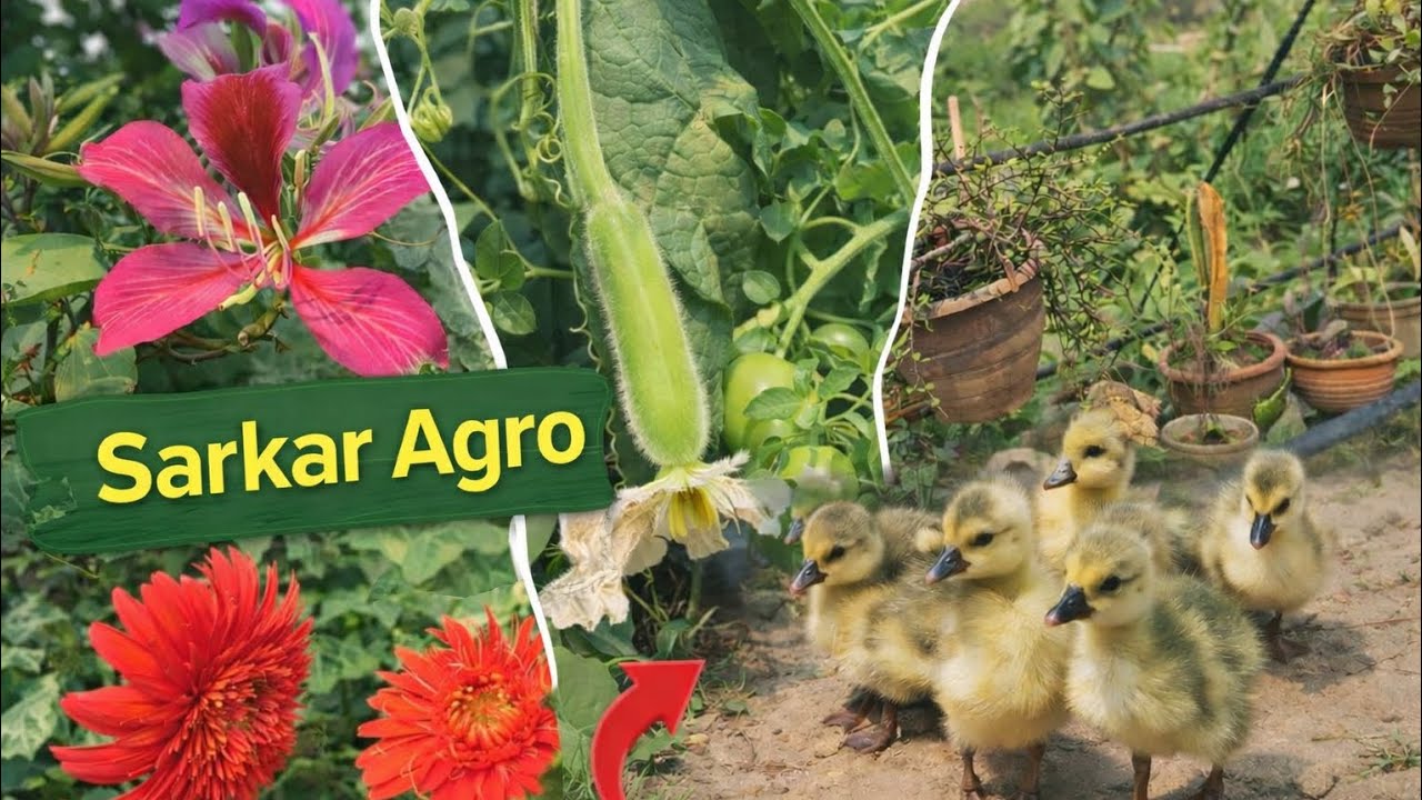 Sarkar Agro review with the beautiful view.