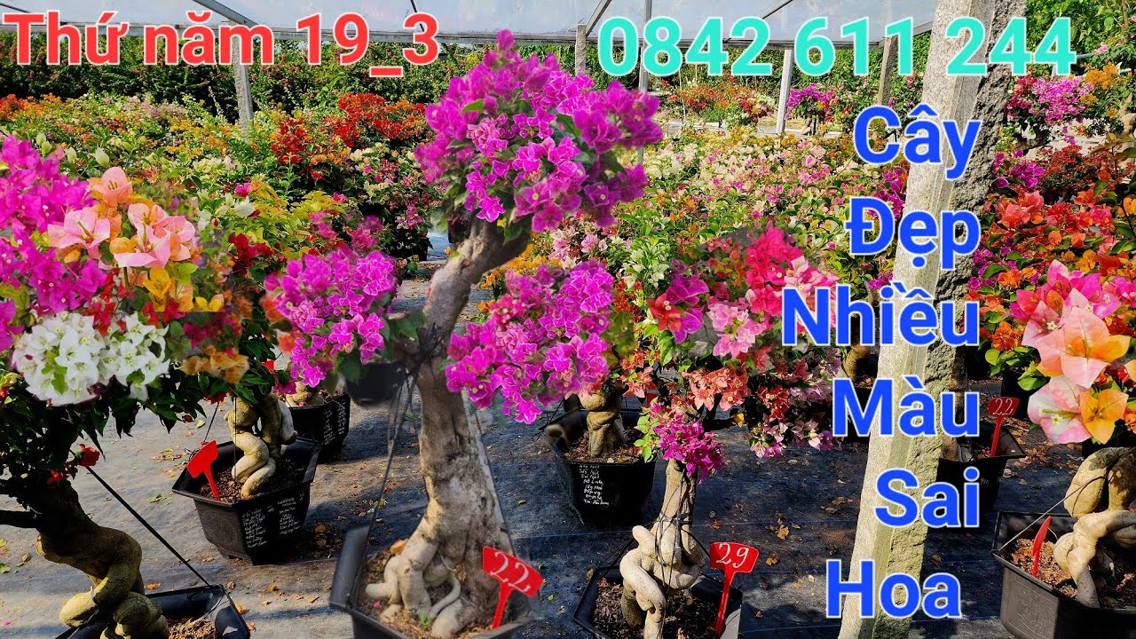 Ngày 19/3/2026 Hoa giấy cây đẹp hoa lung linh giá tốt ☎️ 0842 611 244. CTMT 