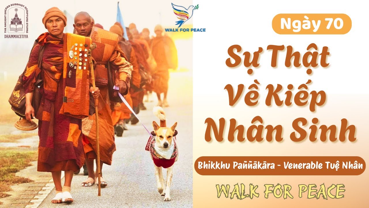 Sự Thật Về Kiếp Nhân Sinh | Pháp Thoại Walk For Peace NGÀY 70 | 03-01-26 | Sư Tuệ Nhân