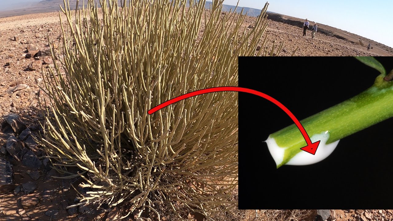 Deadliest Plant in Namibia