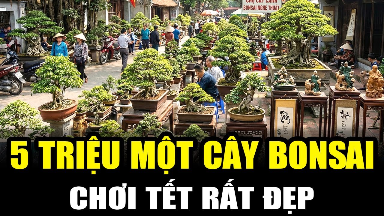 Giá Cây Cảnh Tết 2026: Giảm Giá Mạnh Cho Quý Vị Chơi Tết