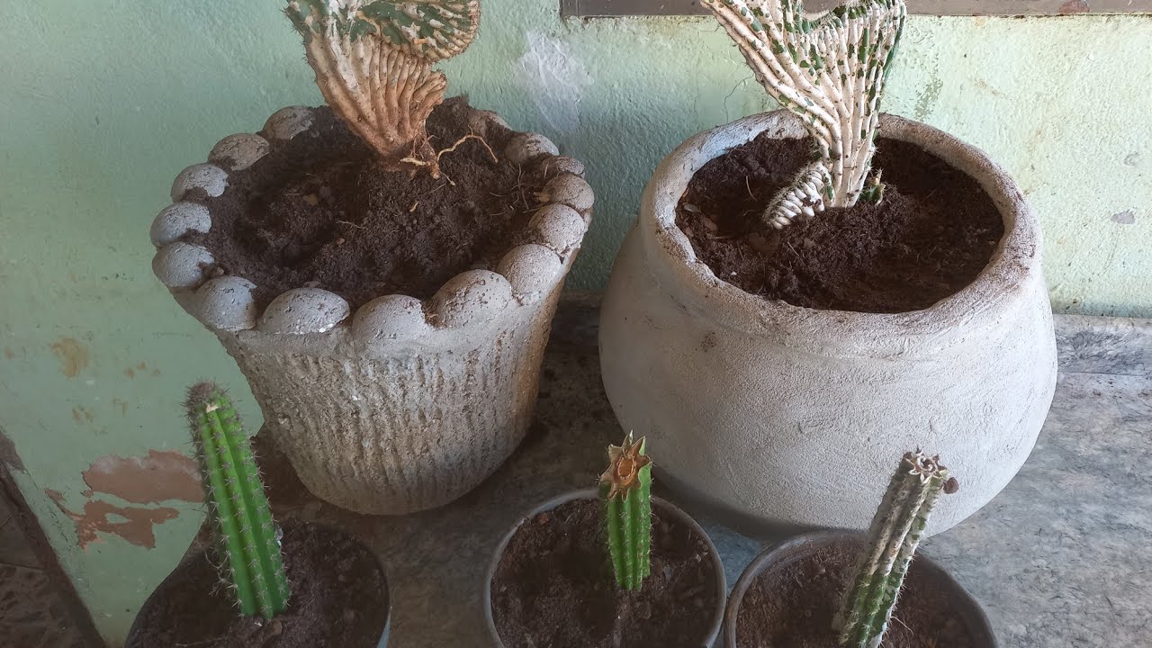 CORTE  PARA  NOVAS  MUDAS  NO  CACTO RABO DE SEREIA (CLESTOCACTUS  CRISTATA )