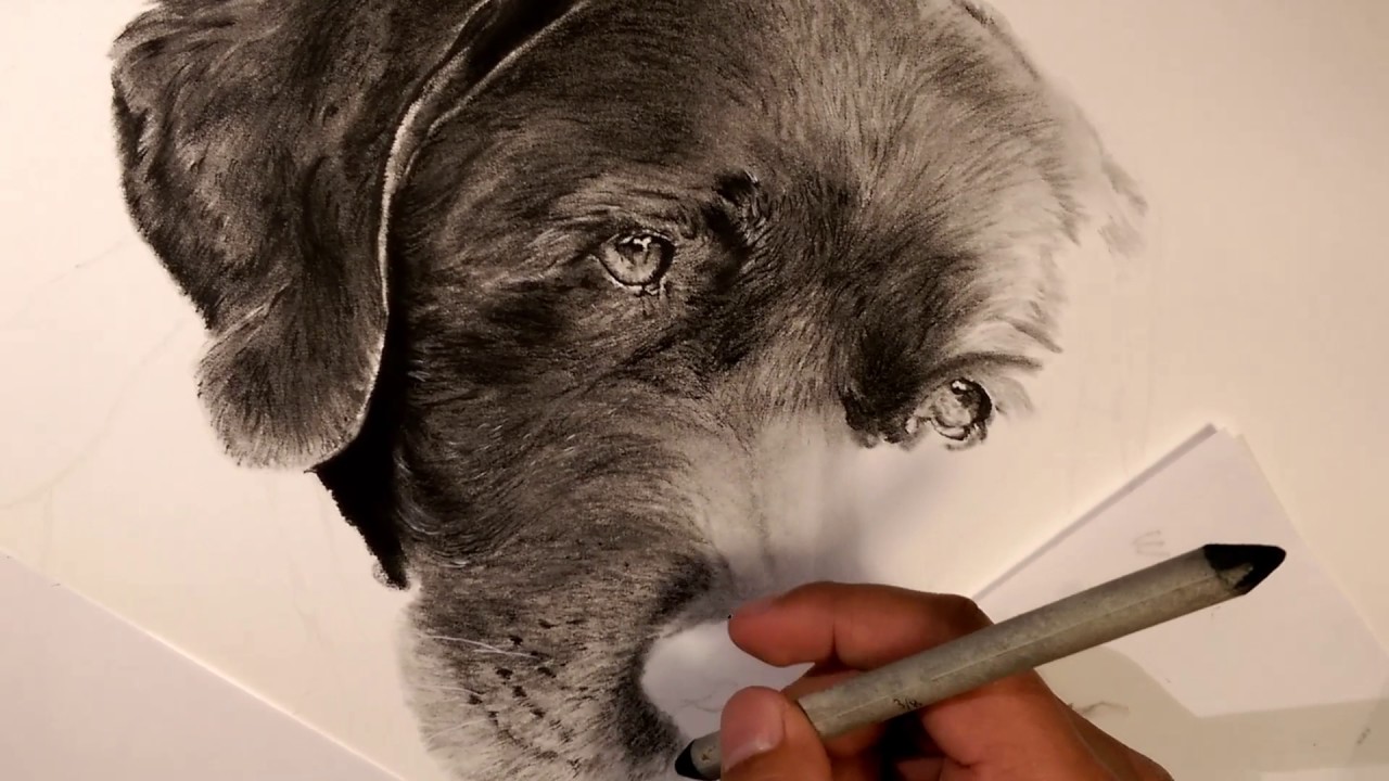 How to draw fur with charcoal pencils