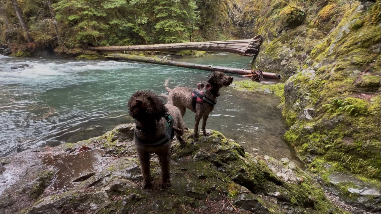 Falls View walk with the Lagotto’s