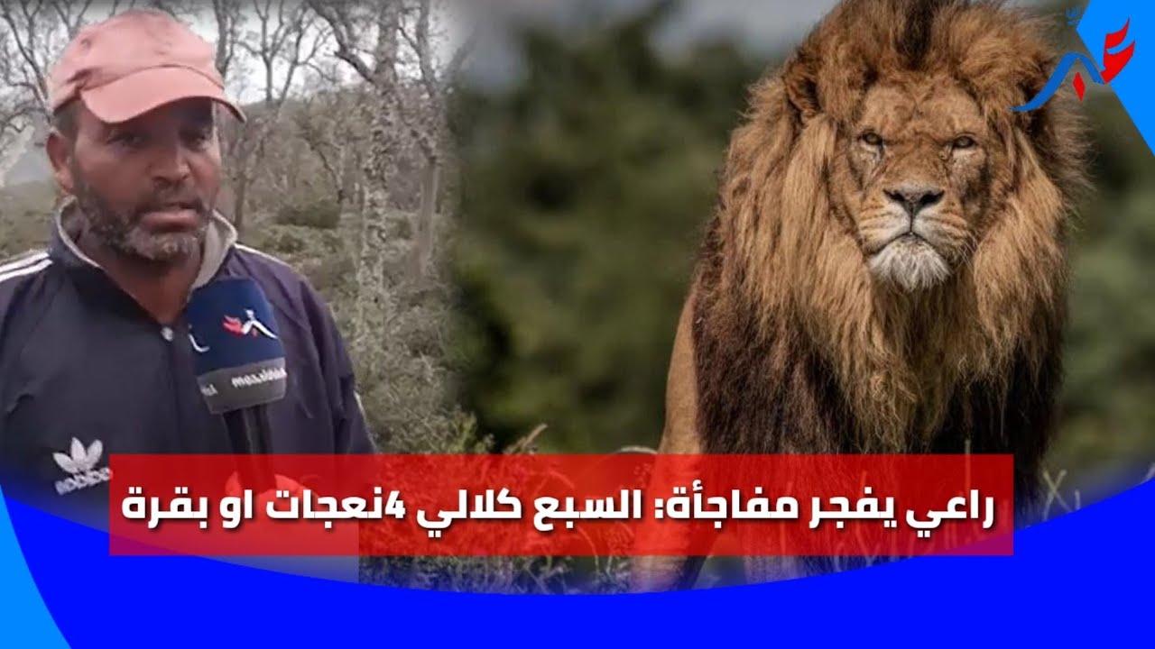حصري .. أسد الأطلس يعود من جديد او راعي يكشف المفاجأة: كلالي 4 نعجات او بقرة مزالة مبانتش