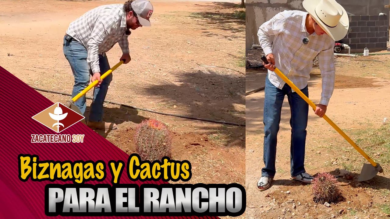 RESCATANDO LA NATURALEZA Biznagas y Cactus