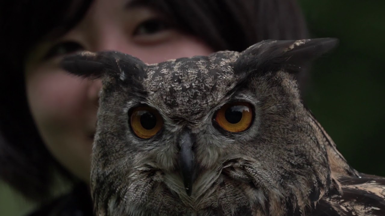 Falconry and animal experience in Czech Republic