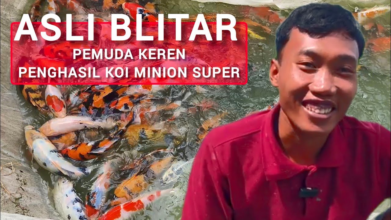 IKAN KOI MURAH DARI MINION GRADE SUPER HARGA PETANI MUDA BLITAR❗
