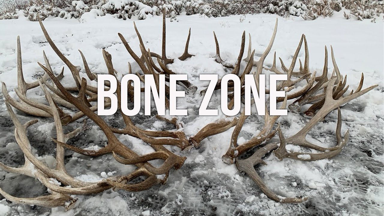 Bone Zone: Epic Elk Shed Trip