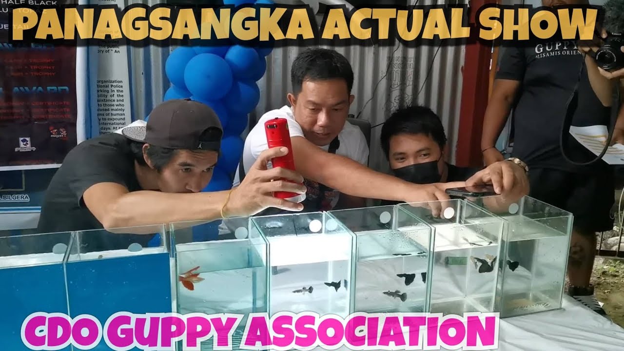 Cagayan de Oro Guppy Show | Panagsangka | CDO Guppy Association Actual Show - Ryan Perez