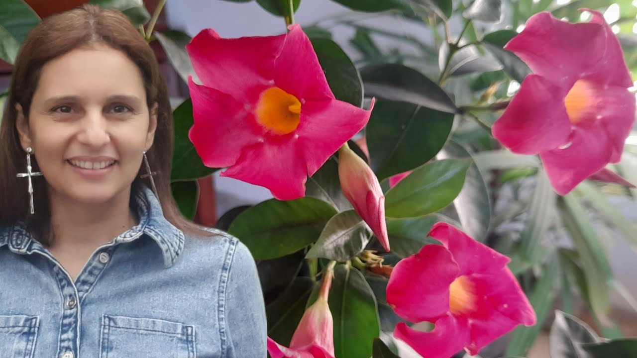 Plantando dipladênia | Planta trepadeira que dá muitas flores