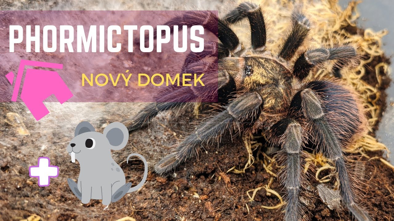 Stěhování sklípkana a ukázka potkanů