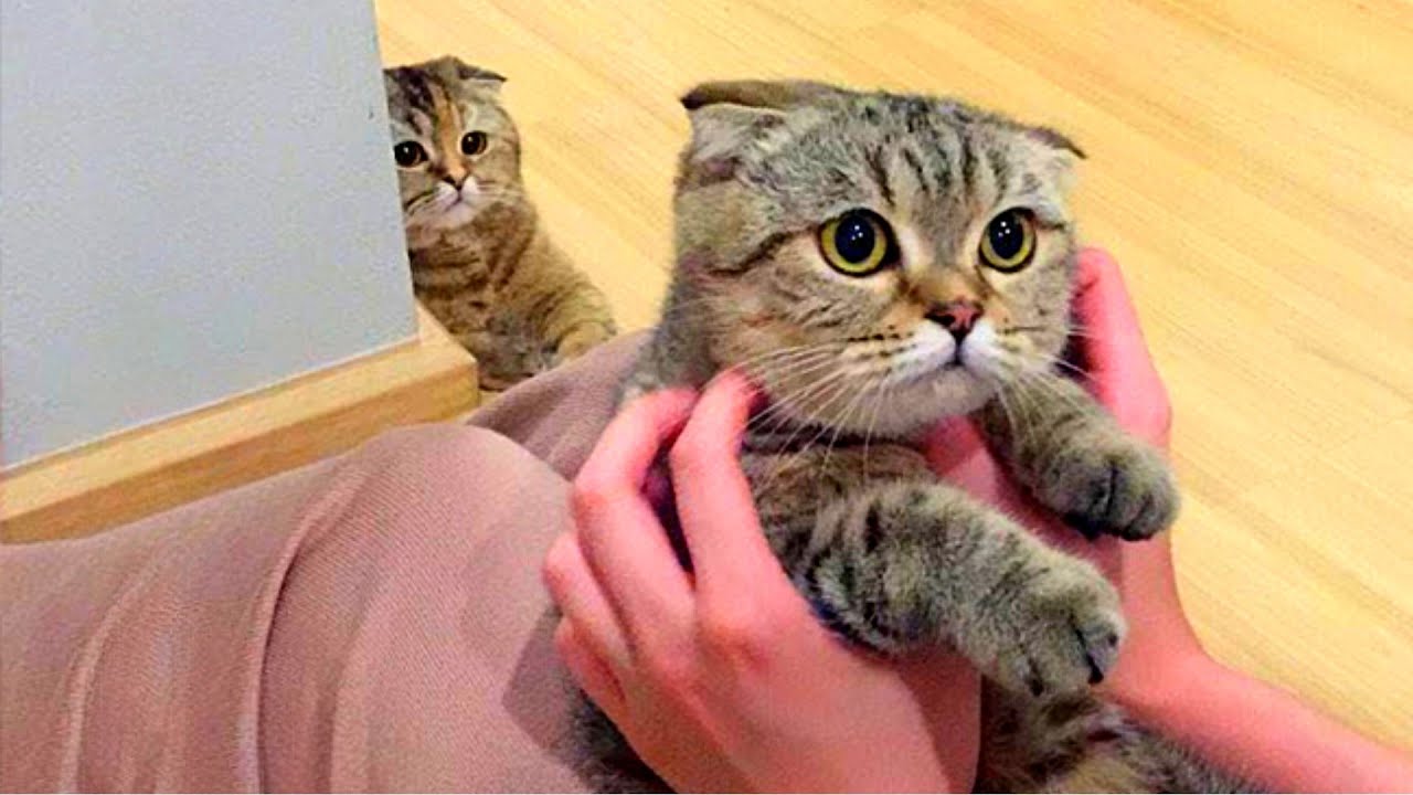 Да что вы знаете о ревности! Животные страсти: как им помочь питомцам #смешно #юмор #кошки