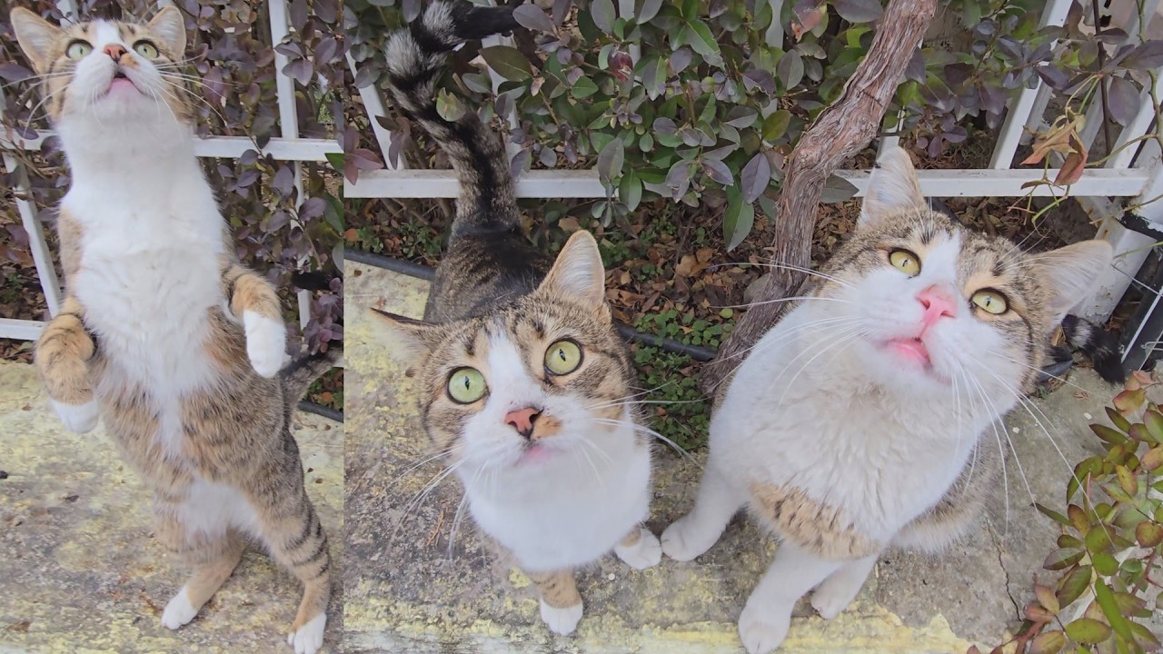 A Family of Tabby Cats Goes Crazy Every Time They See These People 🐾❤️ | Pure Joy & Trust