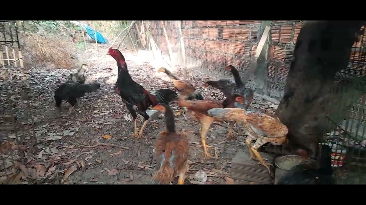 Franguinhas bem pertinho de botar ovo😍😍😍😍
