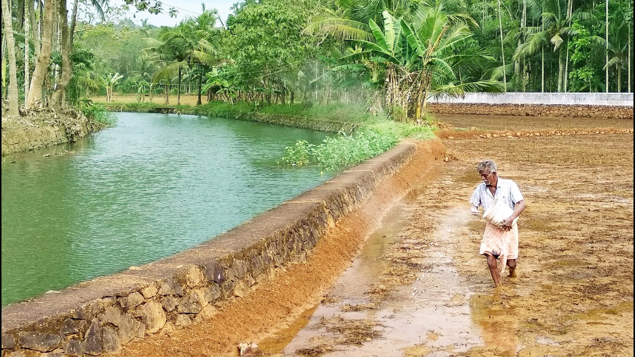 A Walk Through Village Fields of Kerala / Village Life in Kerala / ASMR Walking Video / Relaxing