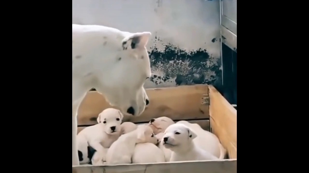 Mama dog disciplines her puppy! #viral #ytshorts #shorts