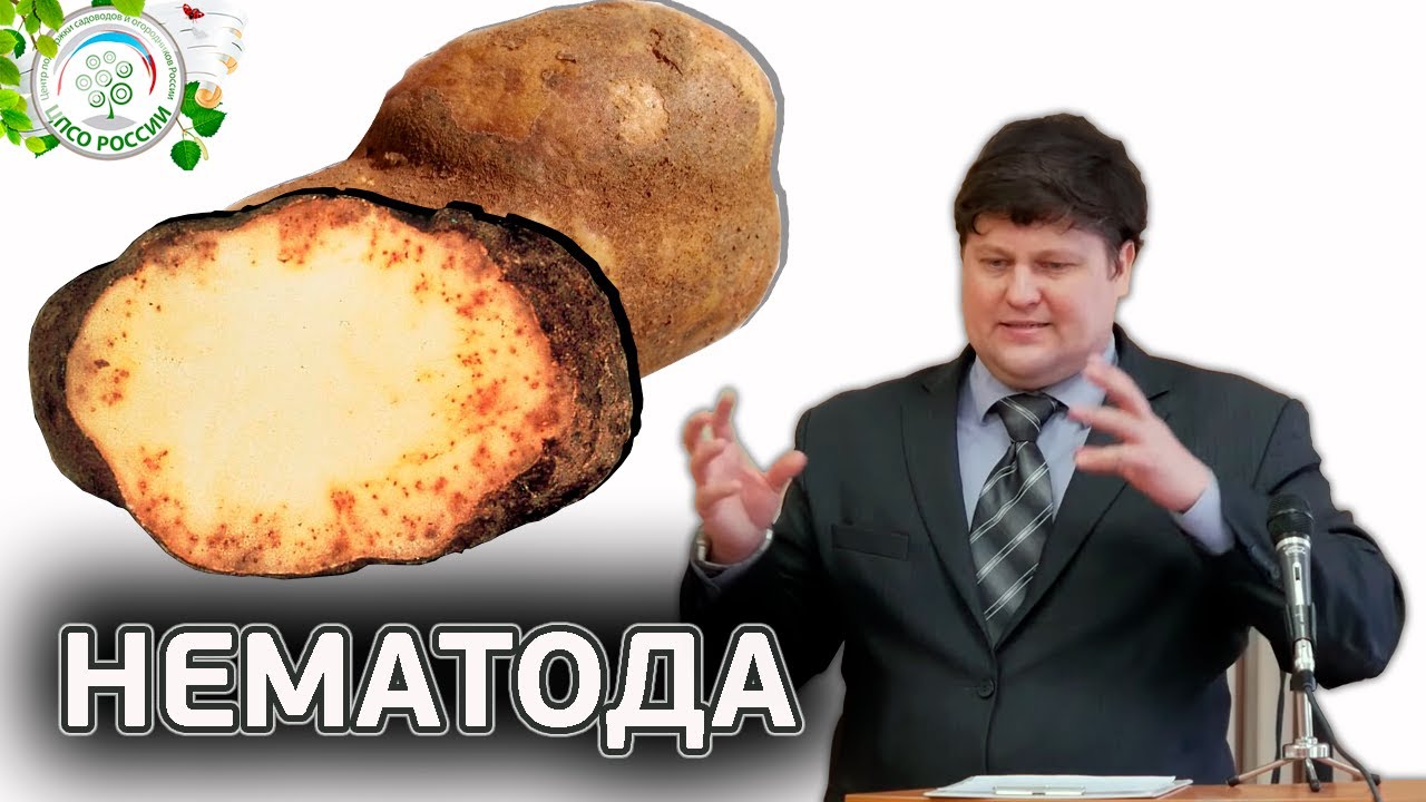 ВРЕДИТЕЛЬ НЕМАТОДА. Борьба с нематодой.
