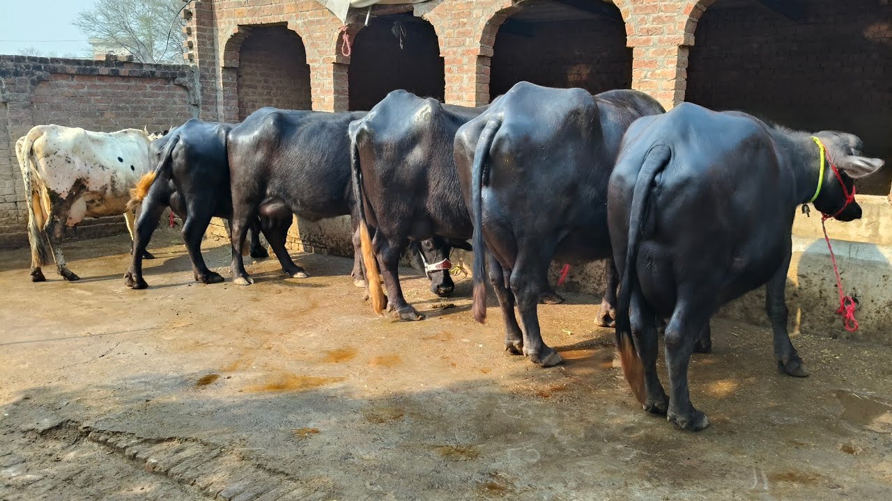 صداقت علی چیچیاں ایک گھبن4بلکل سجری سوئی بھینسیں ایک گاۓ برائے فروخت17فروری2026 apna surkyian ch