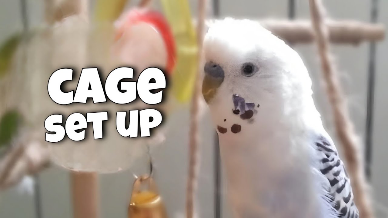 Setting up Night Cages for Budgies