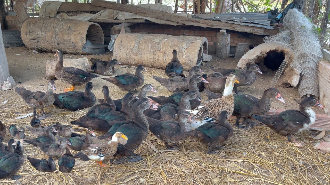 Relaxing with cows and ducks