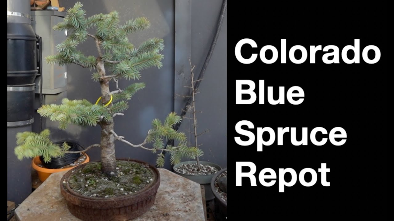 Colorado Blue Spruce:  Dave's Bonsai E491