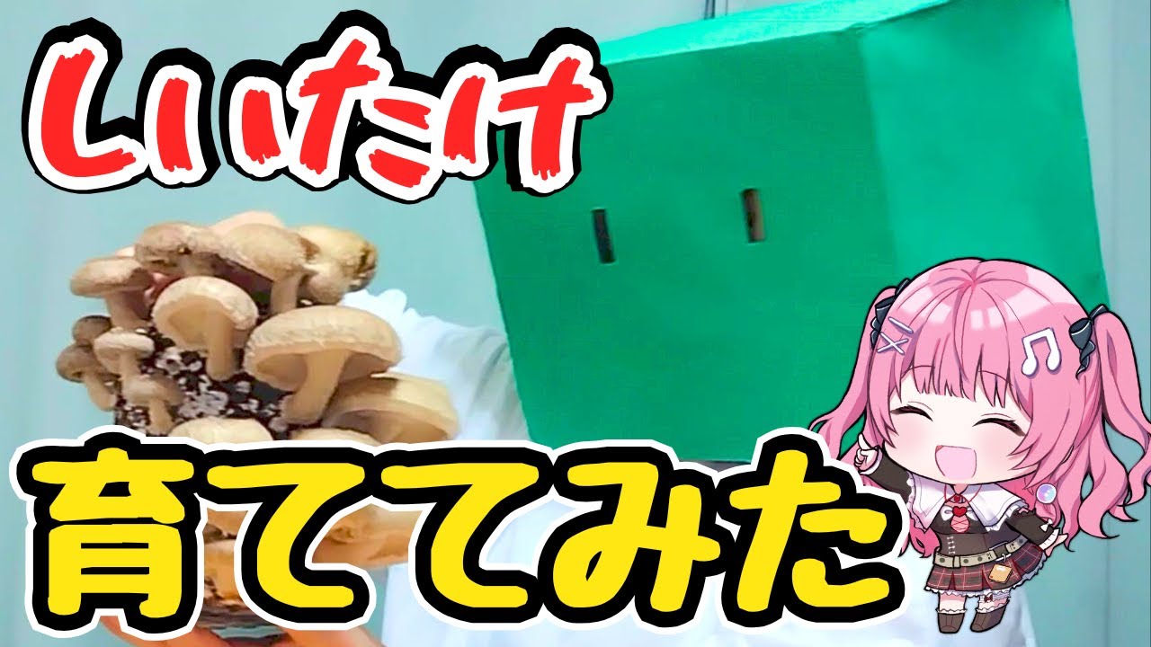 しいたけ栽培をダイエットVTuberが挑戦！